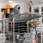 Bed & Breakfast Do Papagaio